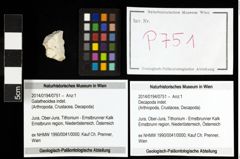 Foto (Objekt + Etiketten) von Galatheoidea indet. 